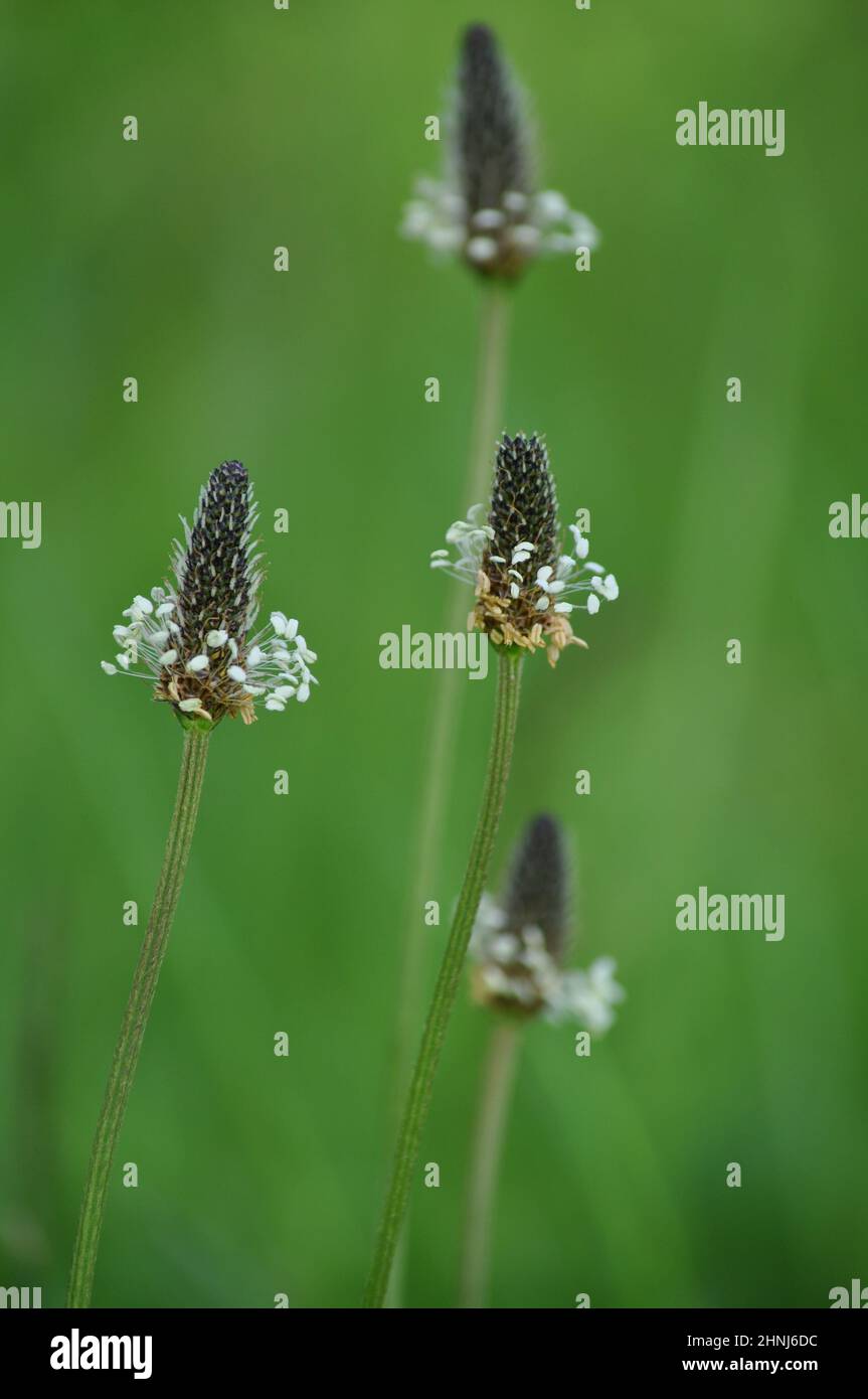 Plantain (plantago lanceolata) che cresce su un verge di erba nel mese di giugno, Regno Unito. È un'erbaccia comune su terra coltivata o disturbata Foto Stock
