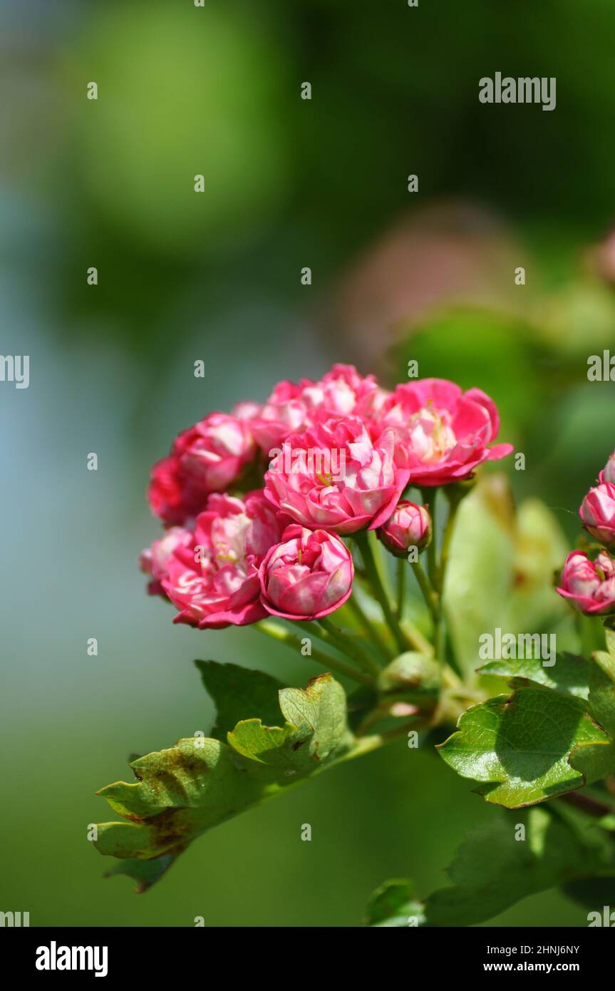 Albero di Crataegus laevigata (Rosea Flore Pleno) - doppio albero di biancospino rosa fiorito su sfondo verde Foto Stock