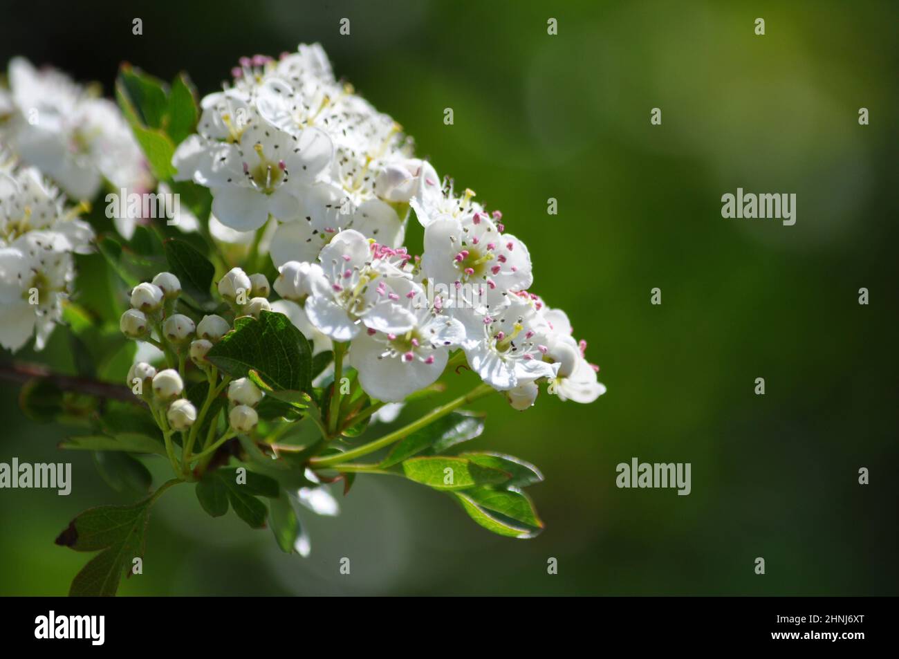 Fiori bianchi di biancospino (Crataegus monogyna) che crescono su una siepe di biancospino, Regno Unito Foto Stock