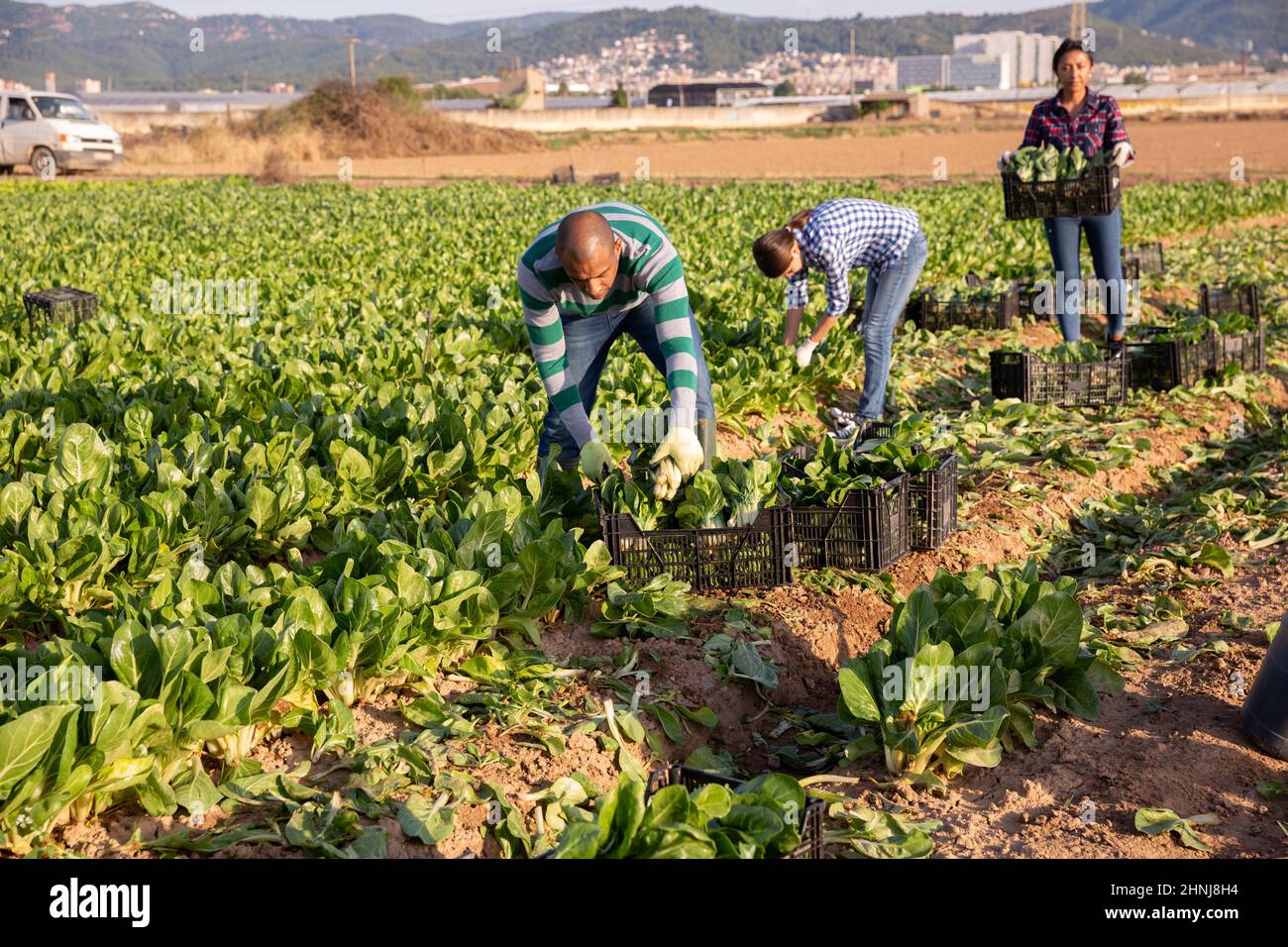 Gruppo multinazionale di lavoratori agricoli che raccolgono la zattera Foto Stock