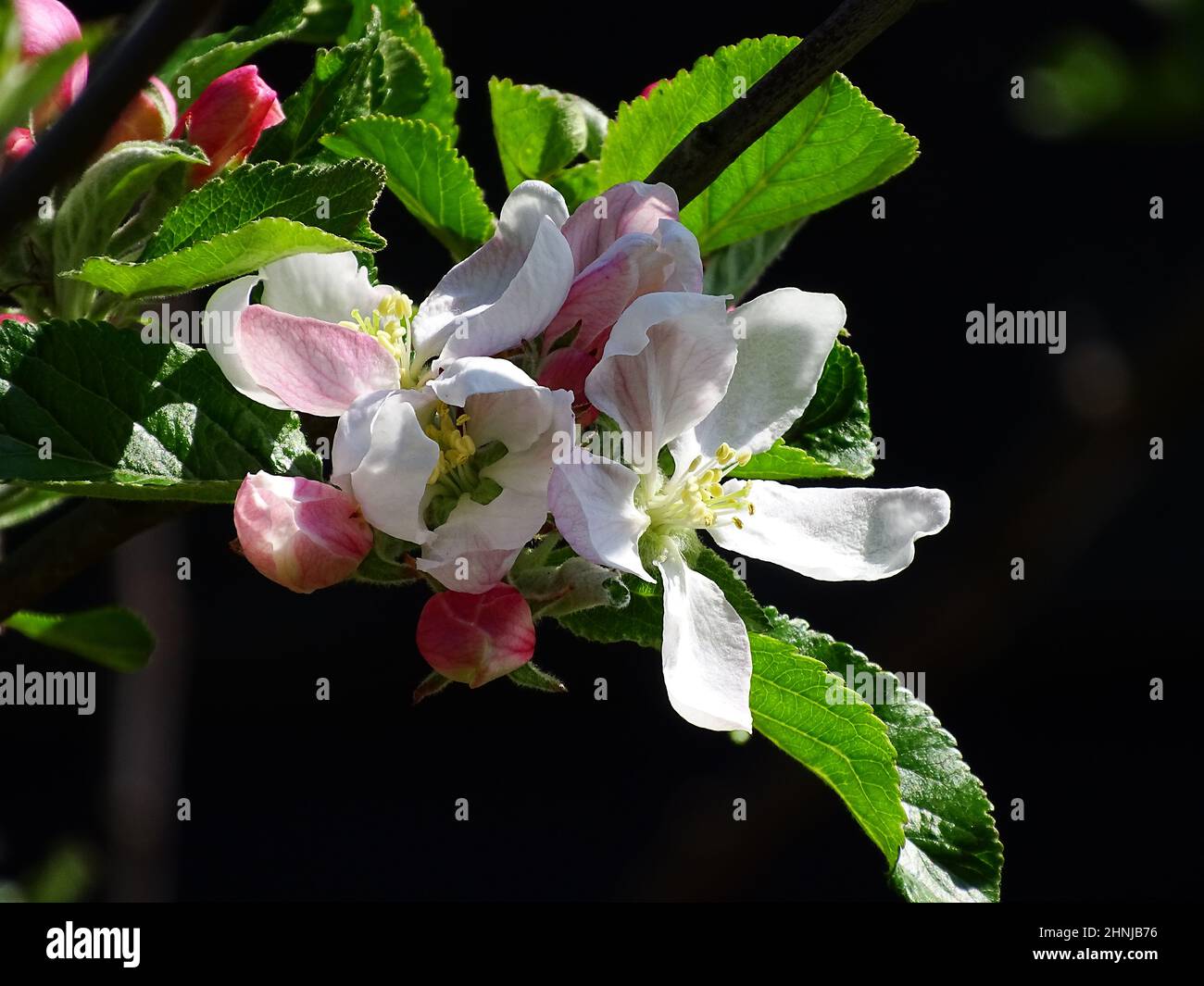 Primo piano della fioritura di un melo (pippin arancione Cox), con sfondo nero sfocato, con colori verde, bianco, viola chiaro e nero Foto Stock