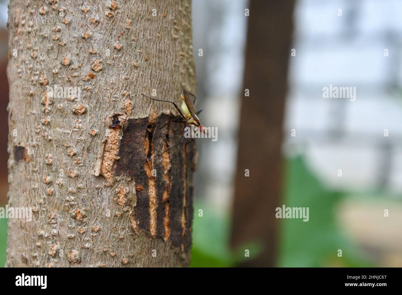 Ho trovato questo Banana stalk Fly sul nostro albero di mango nel mio giardino. Banana Stalk Fly appartiene alla famiglia Neriidae di vere mosche (Diptera) Foto Stock