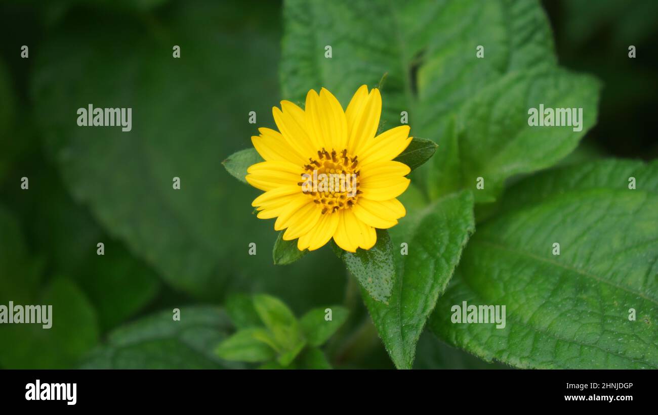 Fiore giallo, piccolo fiore al sole Foto Stock
