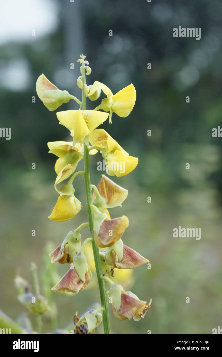 Fiore giallo, piccolo fiore al sole Foto Stock