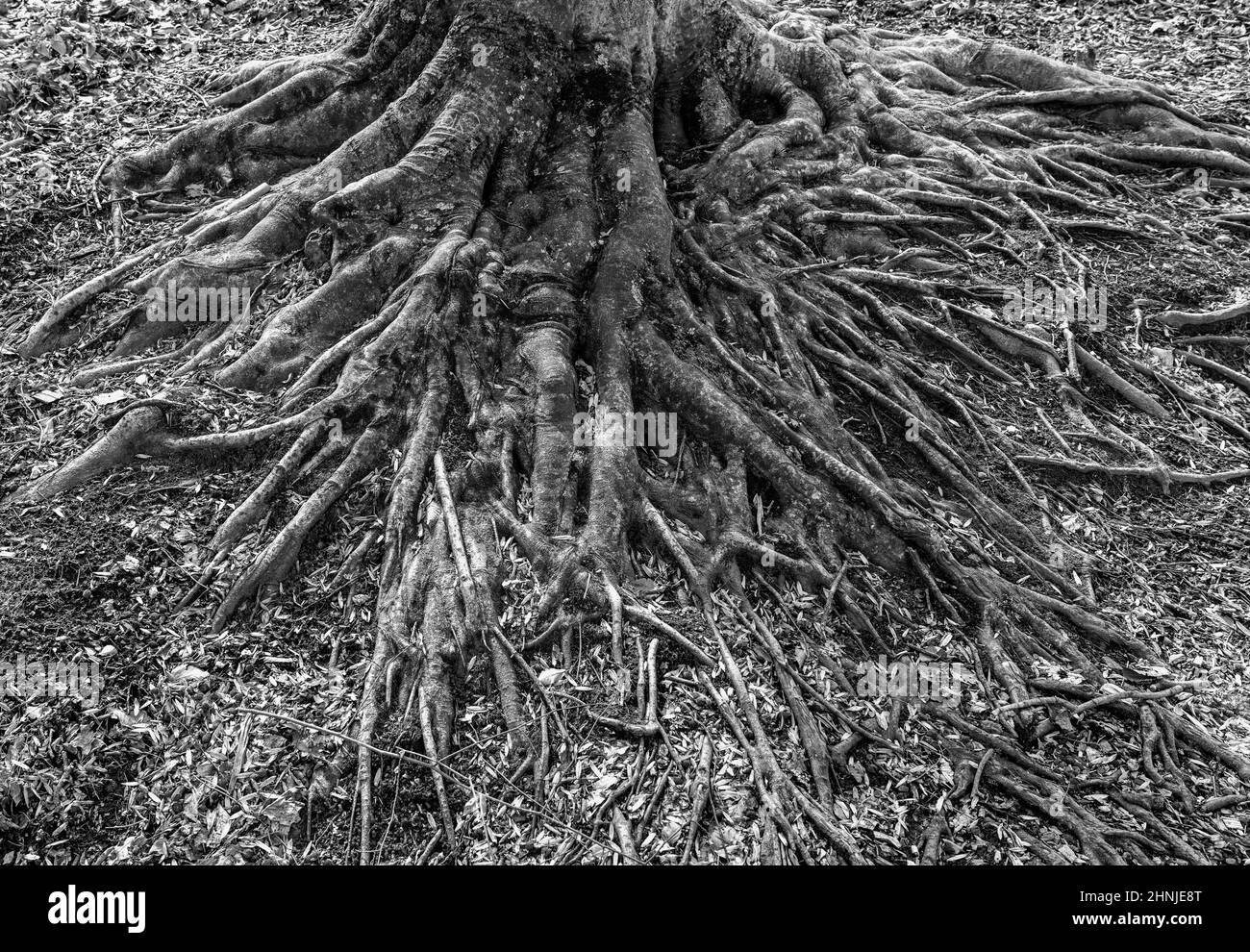 Le radici lunghe si estendono fuori da un albero vecchio Foto Stock