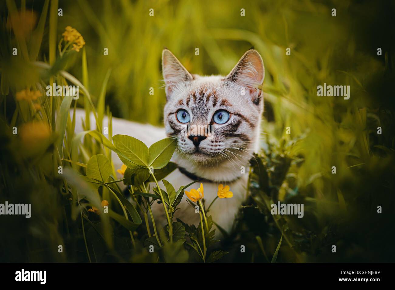 Carino tabby bello gatto passeggiate nel ispessito di erba verde alta e fiori giallo butterCup in una giornata estiva soleggiata. Camminare con un animale domestico nella natura. Foto Stock