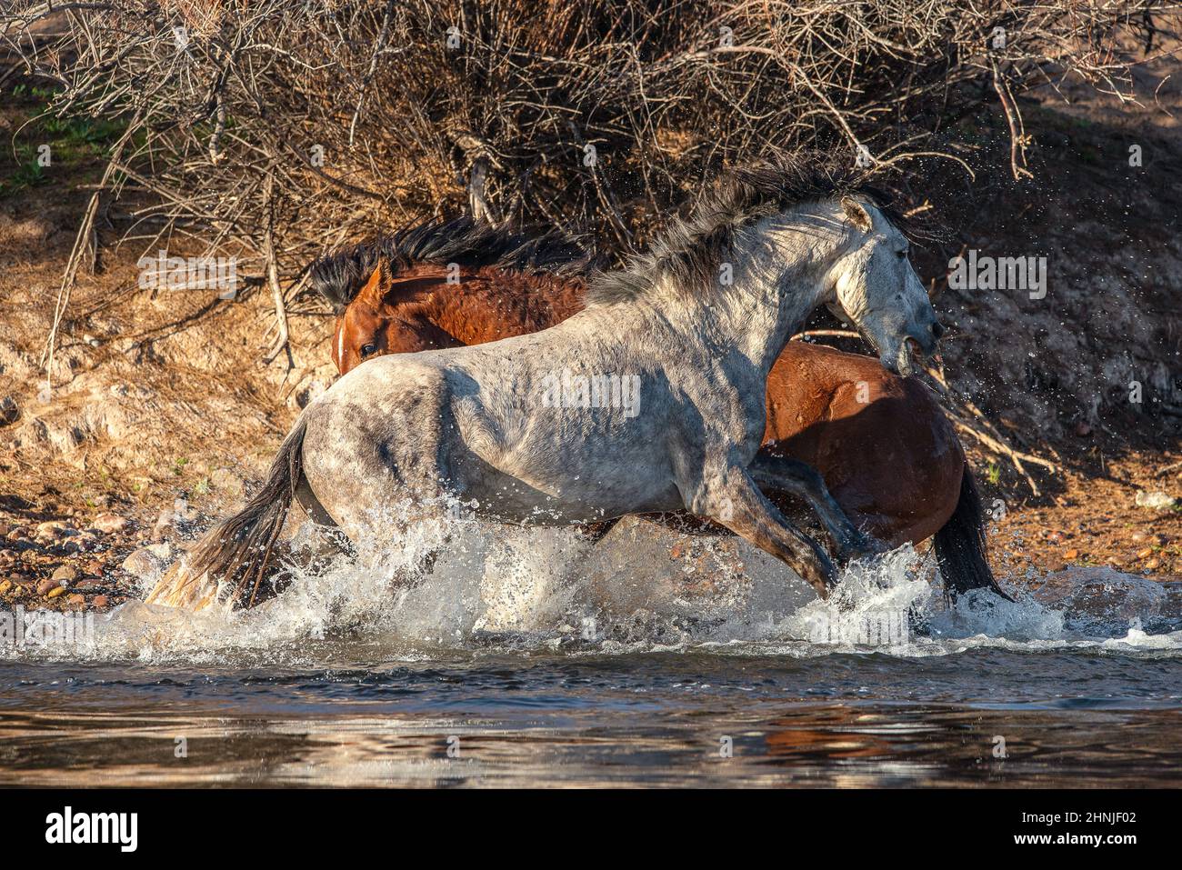 Salt River Wild Horses, Arizona, Stati Uniti Foto Stock