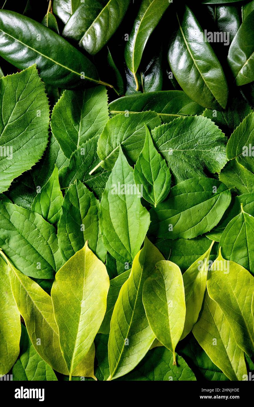 Sfondo fatto di foglie verdi a strati diversi, gradiente verde naturale giallo. Spazio di copia. Natura creativa layout, vista dall'alto, piatto. Vita verde co Foto Stock