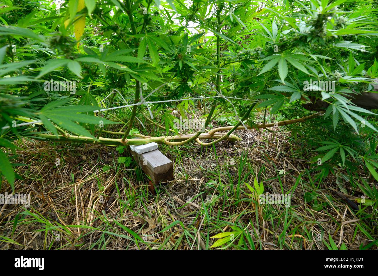 Cannabis coltivata in un campo, tecnica di addestramento a basso stress: Piegare il tronco di una pianta e ramificazioni verso il basso utilizzando pioli e funi di legno. Foto Stock
