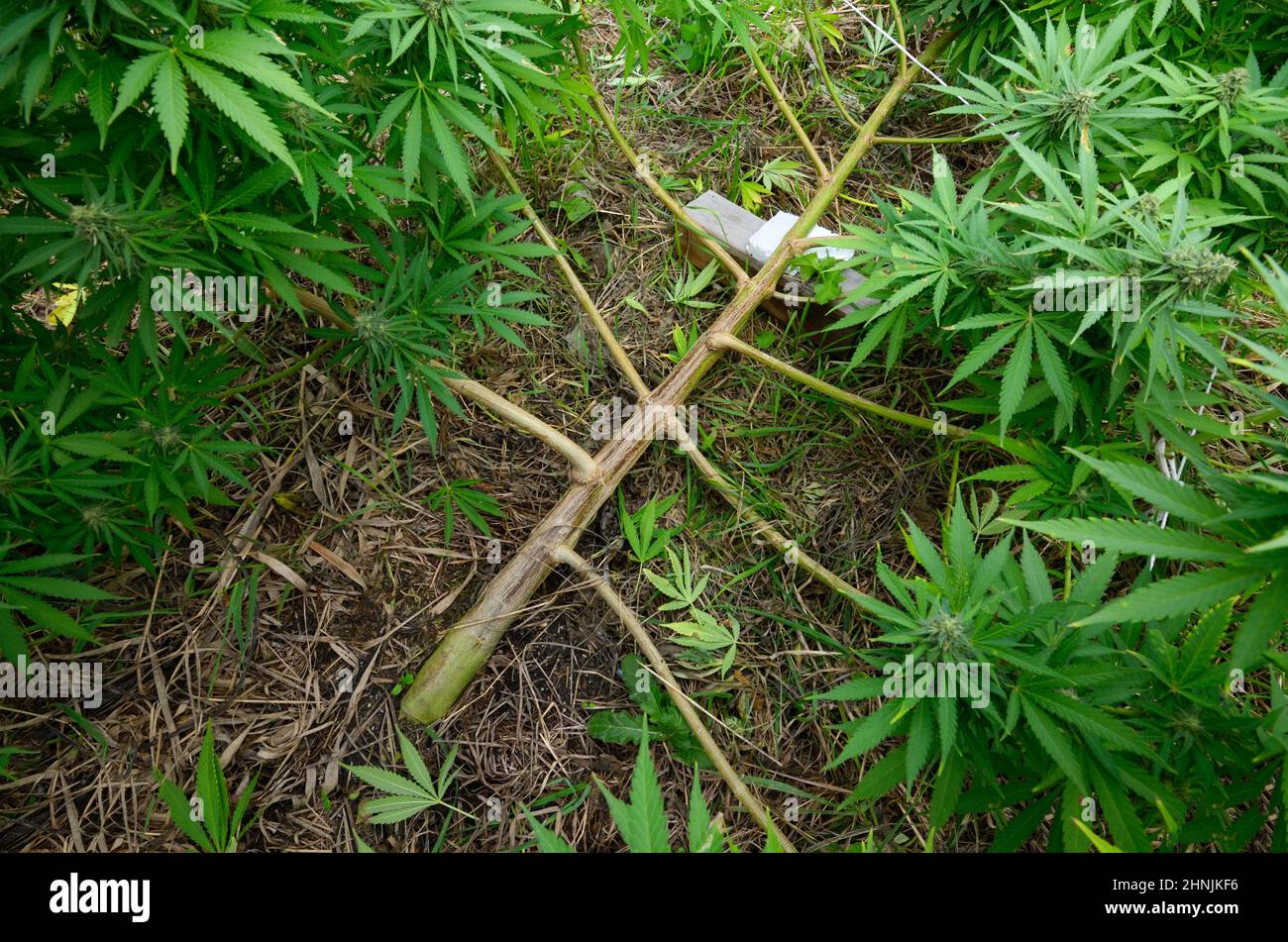 Cannabis coltivata in un campo, tecnica di addestramento a basso stress: Piegare il tronco di una pianta e ramificazioni verso il basso utilizzando pioli e funi di legno. Foto Stock