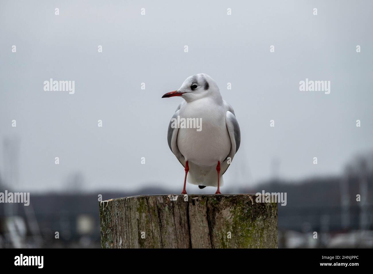 gabbiano a testa nera con piumaggio invernale appollaiato su un palo Foto Stock