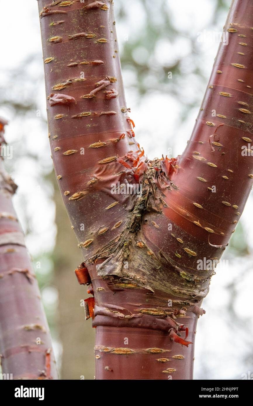 la spettacolare corteccia di mogano di un ciliegio tibetano prunus serrula Foto Stock