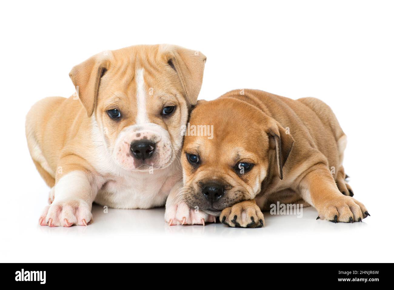 Due vecchi cuccioli di bulldog inglese Foto Stock
