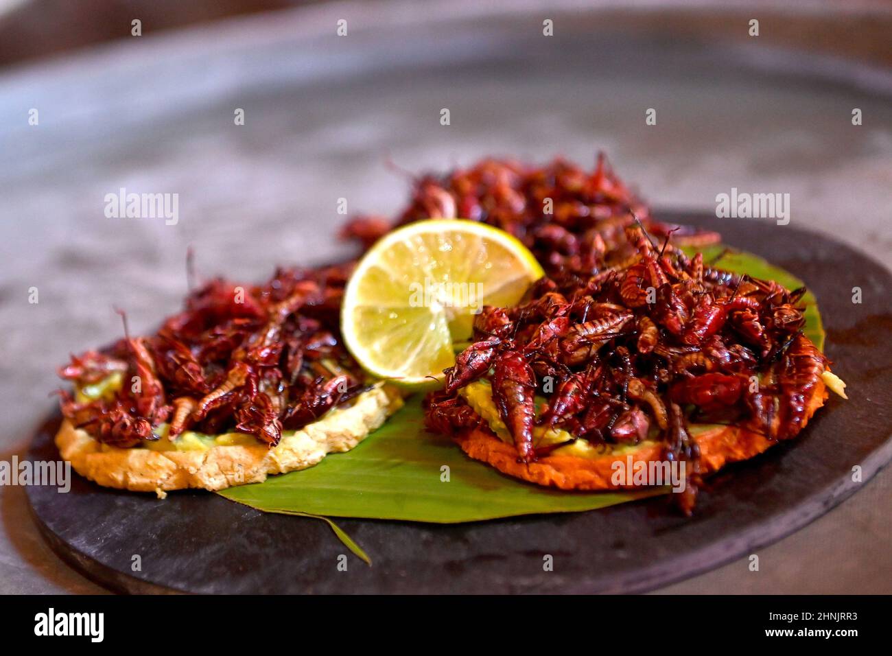 Cibo messicano degustato Chapulines o cavallette una specialità regionale in Messico Foto Stock