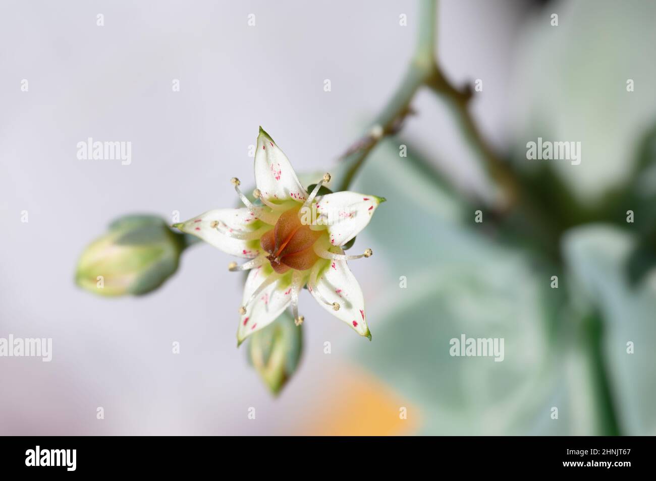 Primo piano di un fiore su un Sedum Weinbergi succulente Foto Stock