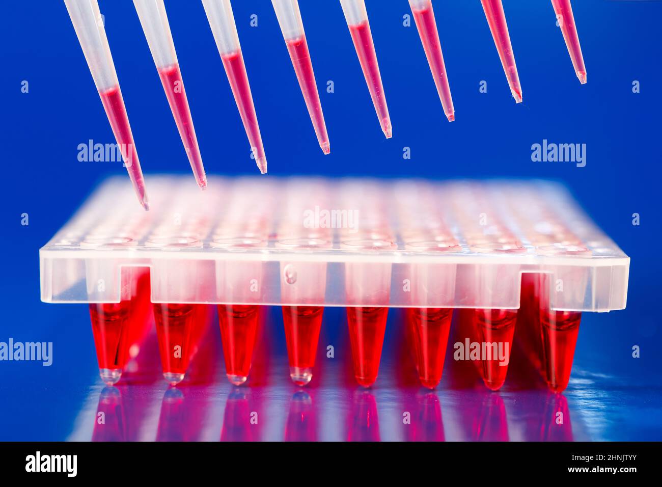 Piastre a 96 pozzetti nel laboratorio di modificazione genetica con tecnologia CRISPR Foto Stock