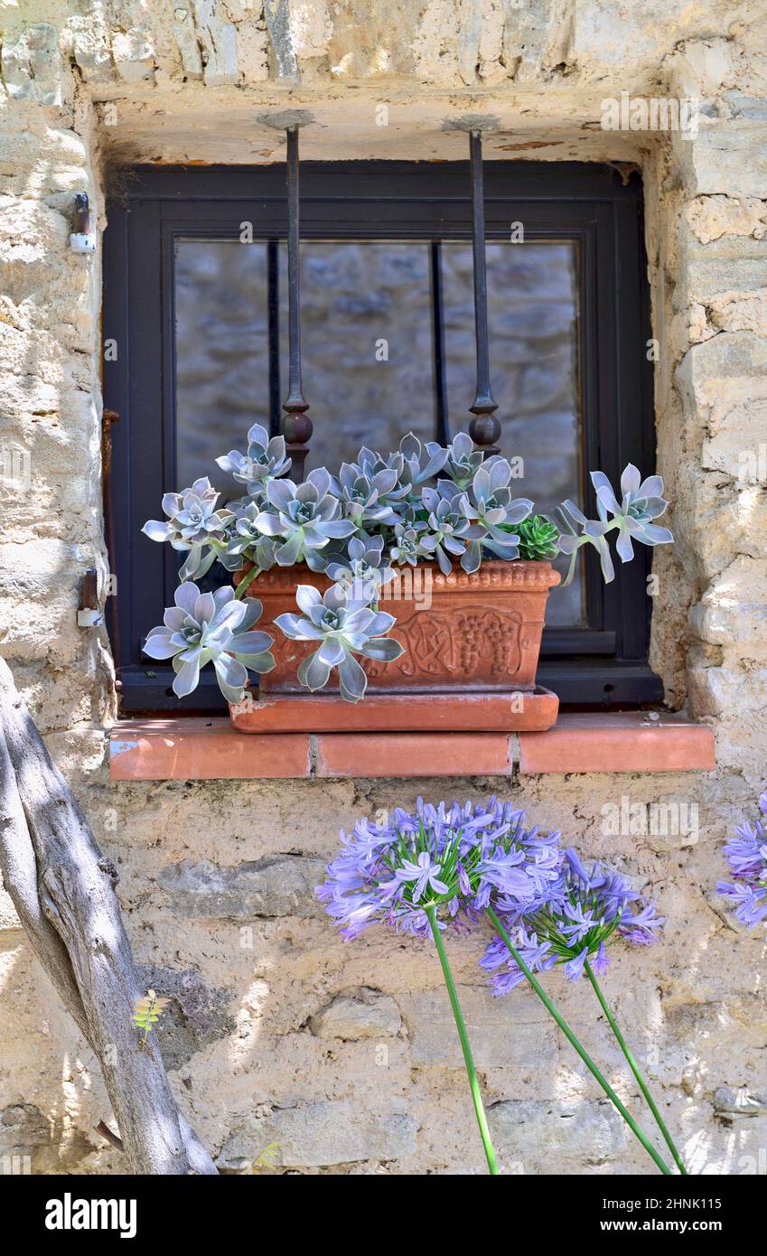 pianta succulenta in un vaso di fiori al bordo di una finestra di una casa di pietra Foto Stock