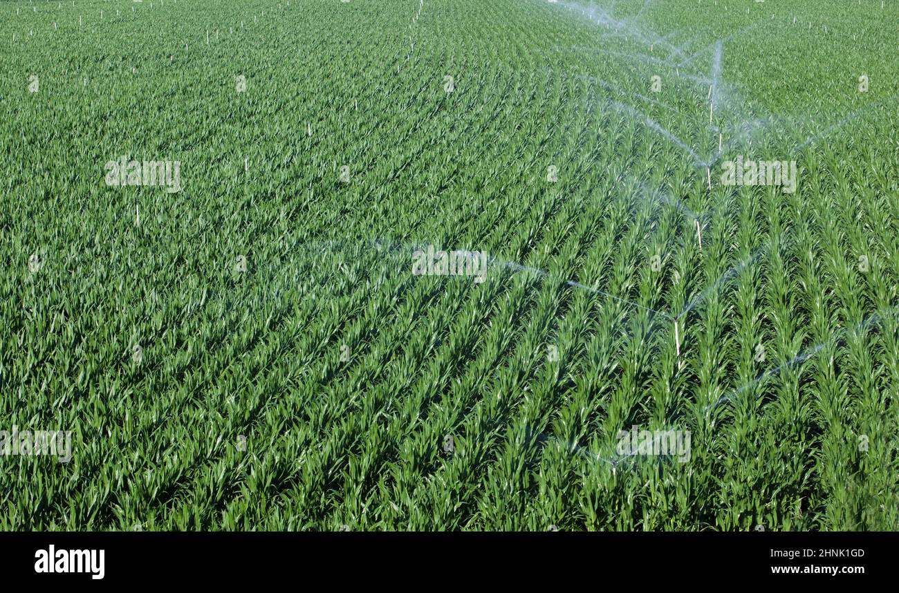 Irrigatori che irrigano i campi di mais. Alagon Valley Meadows vista aerea. Montehermoso, Caceres, Extremadura, Spagna Foto Stock