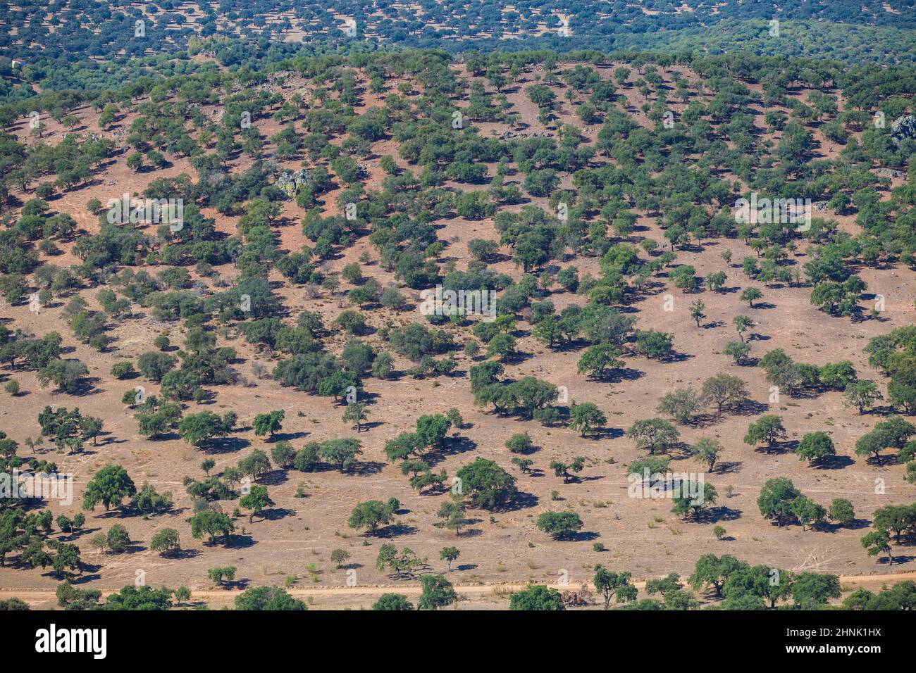 La visione aerea di Dehesa, tipici stati di gestione pastorale. Sierra de Fuentes, Caceres, Extremadura, Spagna Foto Stock