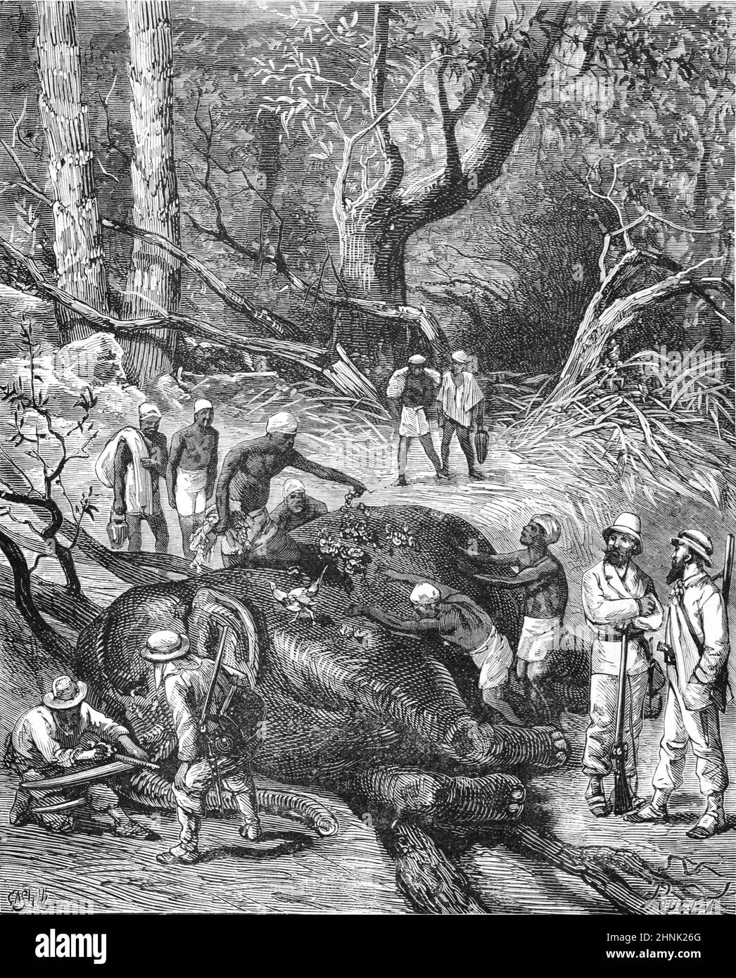 Cacciatori europei o cacciatori coloniali che tagliano le zanne degli elefanti dopo l'elefante africano della foresta di Kiliing, Loxodonta Cyclotis, sulla caccia agli elefanti nell'Africa centrale. Annata Illustrazione o incisione 1878 (Castelli) Foto Stock