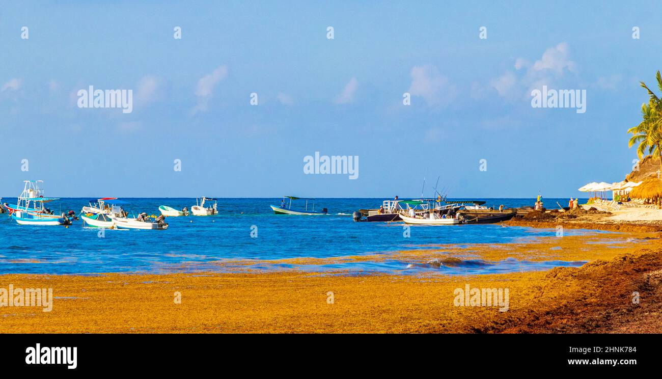 Spiaggia di sargazo con alghe rosse molto disgustose Playa del Carmen Messico. Foto Stock