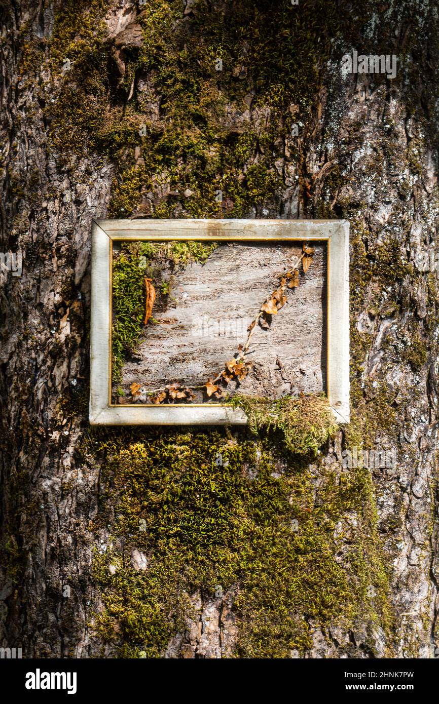 la corteccia incorniciata Foto Stock