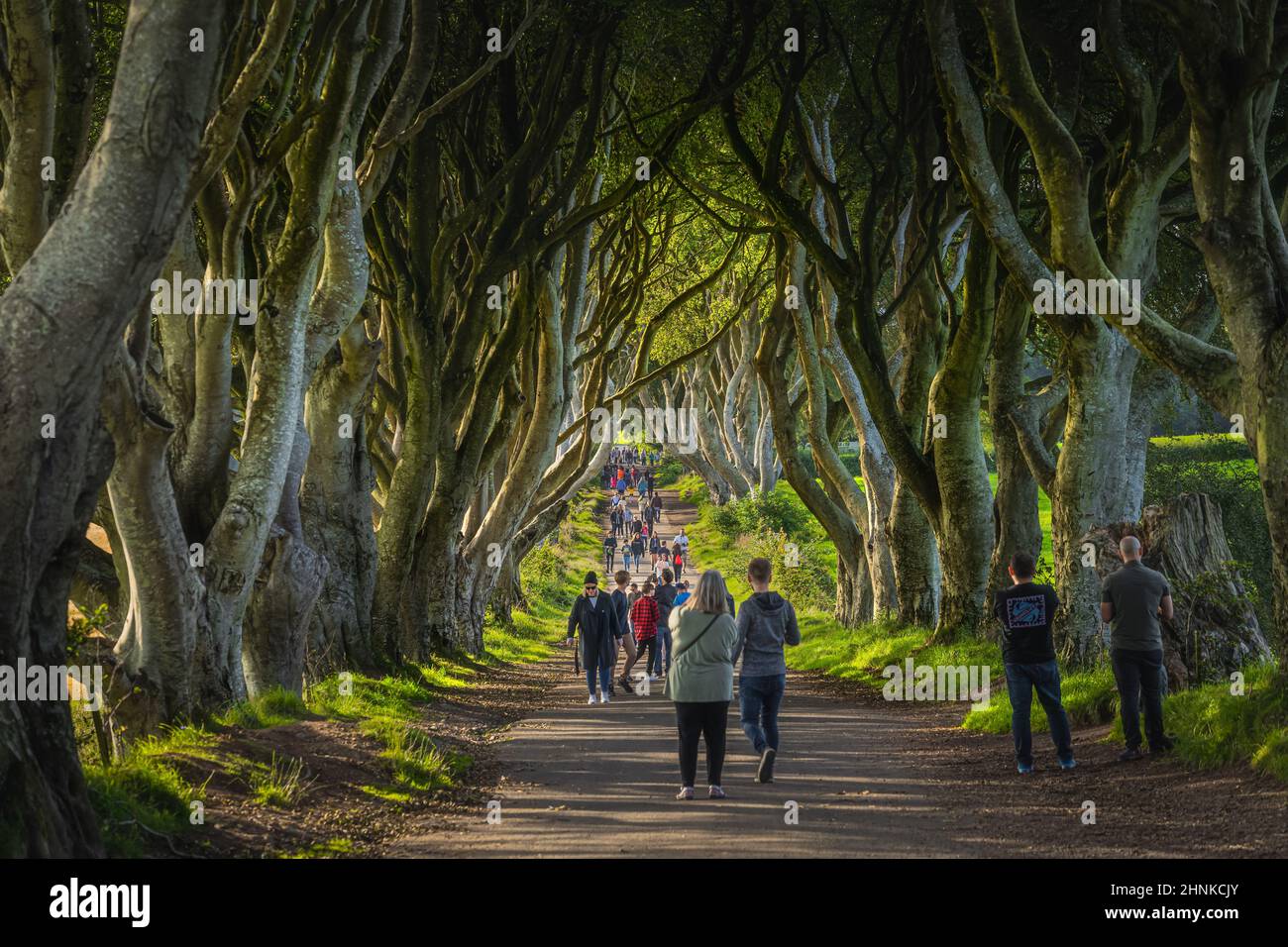 I turisti ammirano la posizione iconica dal programma televisivo The Game of Thrones, The Dark Hedges Foto Stock