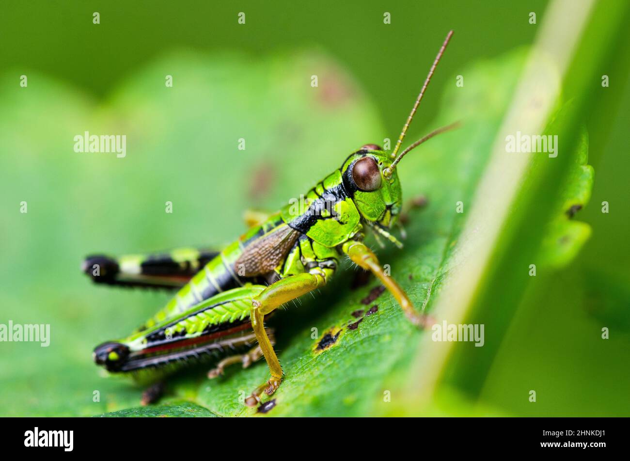 Verde montagna Grasshopper (Miramella alpina ssp. subalpina), maschio. Foto Stock