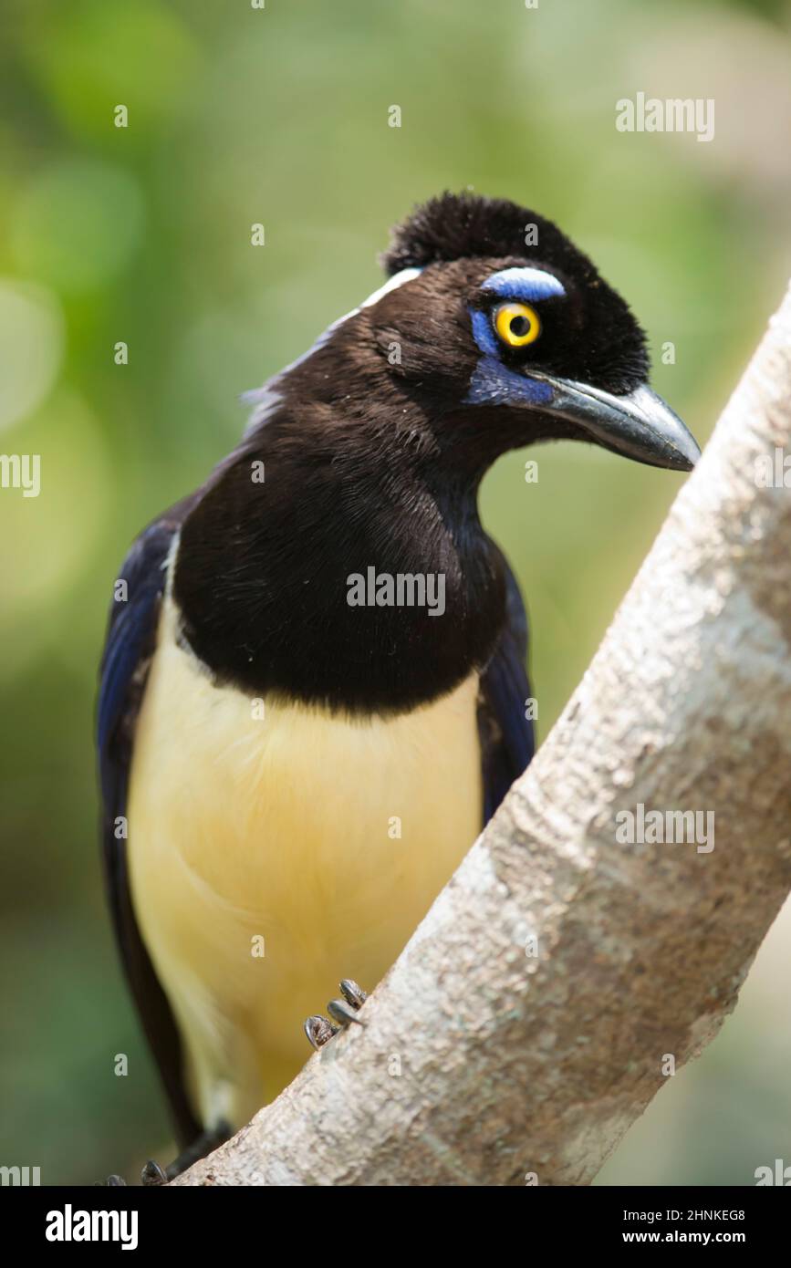 Uccelli tipici della foresta pluviale di Iguazu, tra Argentina e Brasile. Un lussuoso-crested Jay anche chiamato urraca Foto Stock
