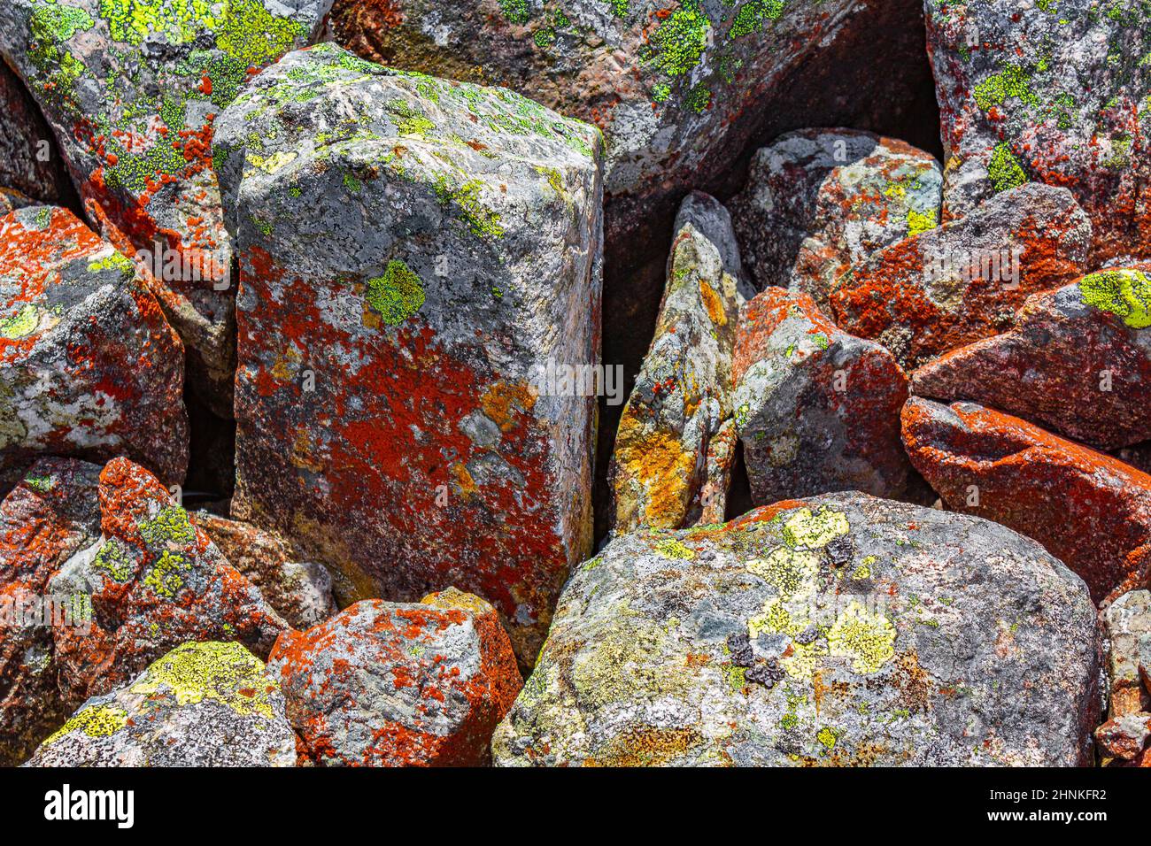 Struttura rocciosa con muschio rosso colorato e lichen Vang Norvegia. Foto Stock