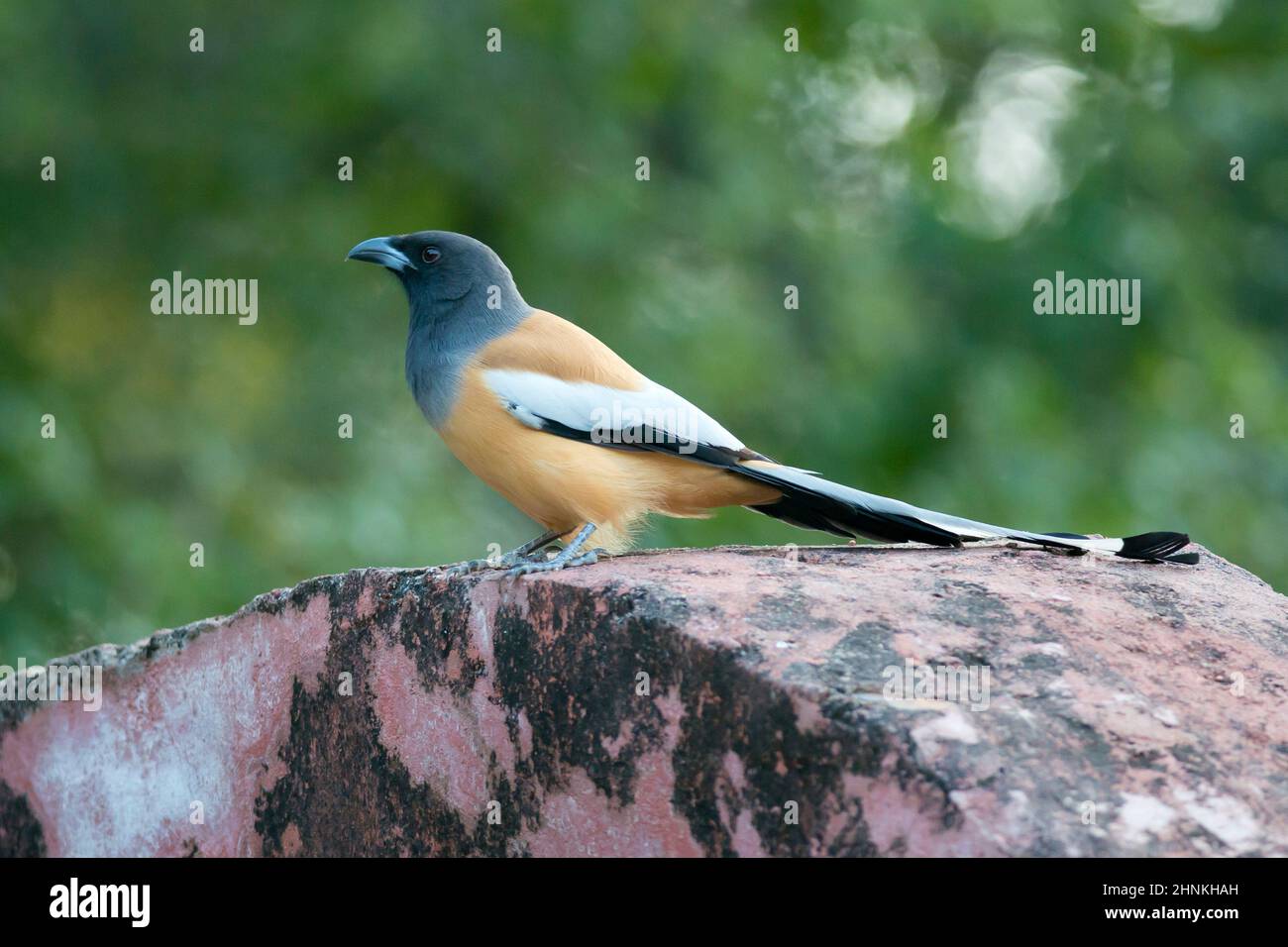 Indian treepie, chiamato anche rufous treepie in Ranthambhore National Park Foto Stock