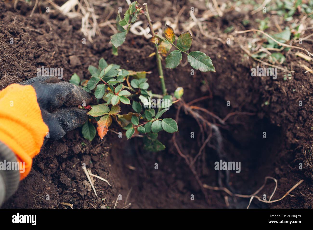 Giardiniere piantando rosone in suolo all'aperto. Autunno caduta giardino lavoro. Mettendo radici in buco Foto Stock