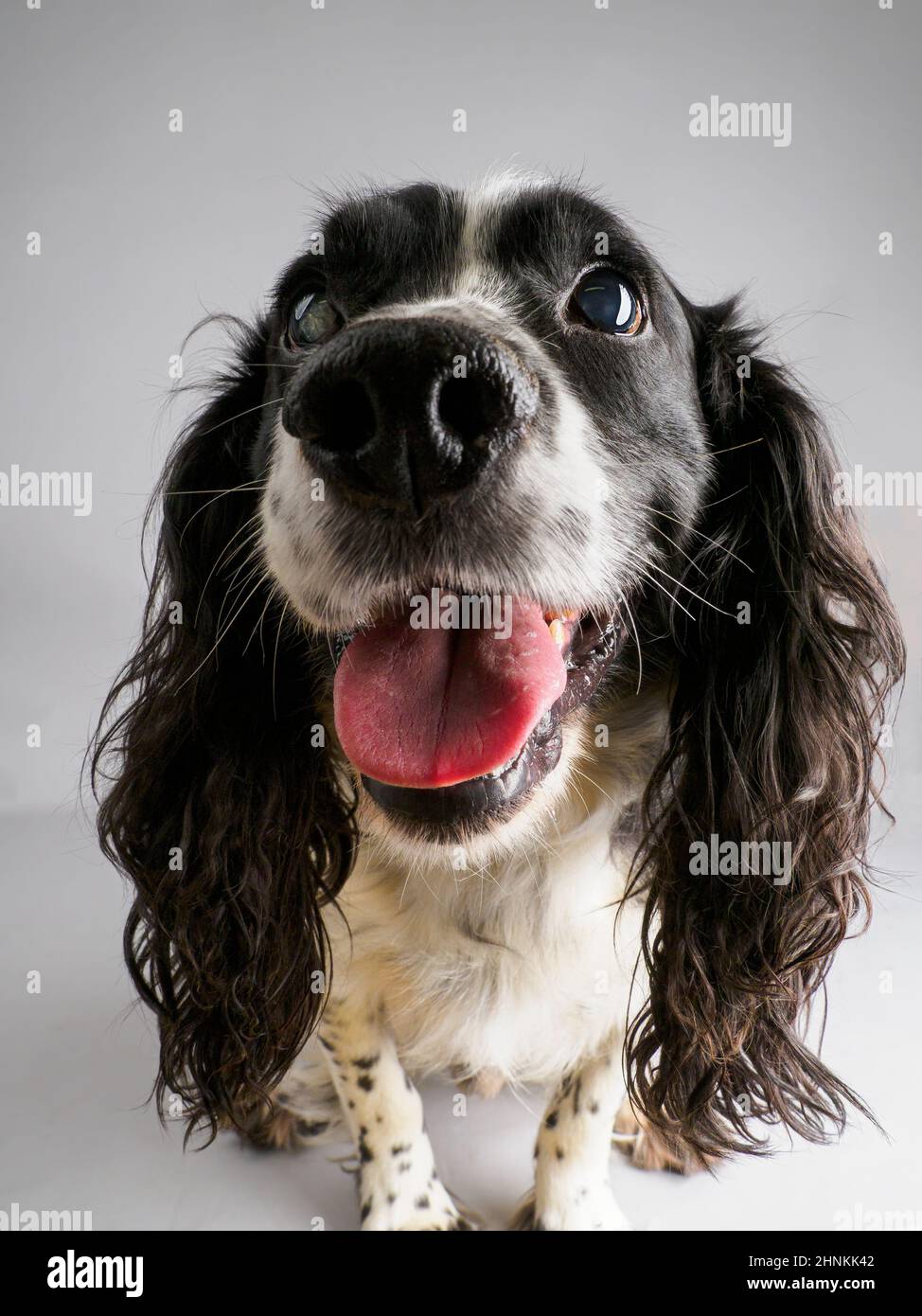 Studio ritratto di un Cocker Spaniel Foto Stock