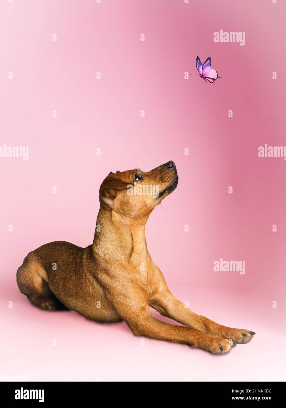 Studio Ritratto di un Patterdale Terrier con una farfalla Foto Stock