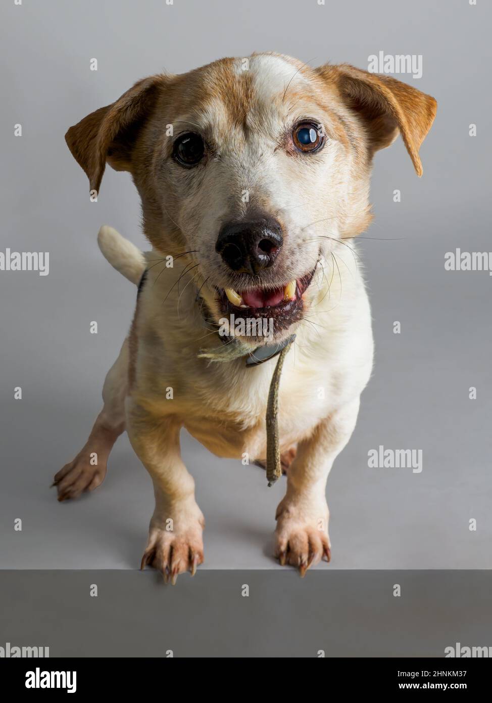 Studio ritratto di un cane Jack Russell. Foto Stock