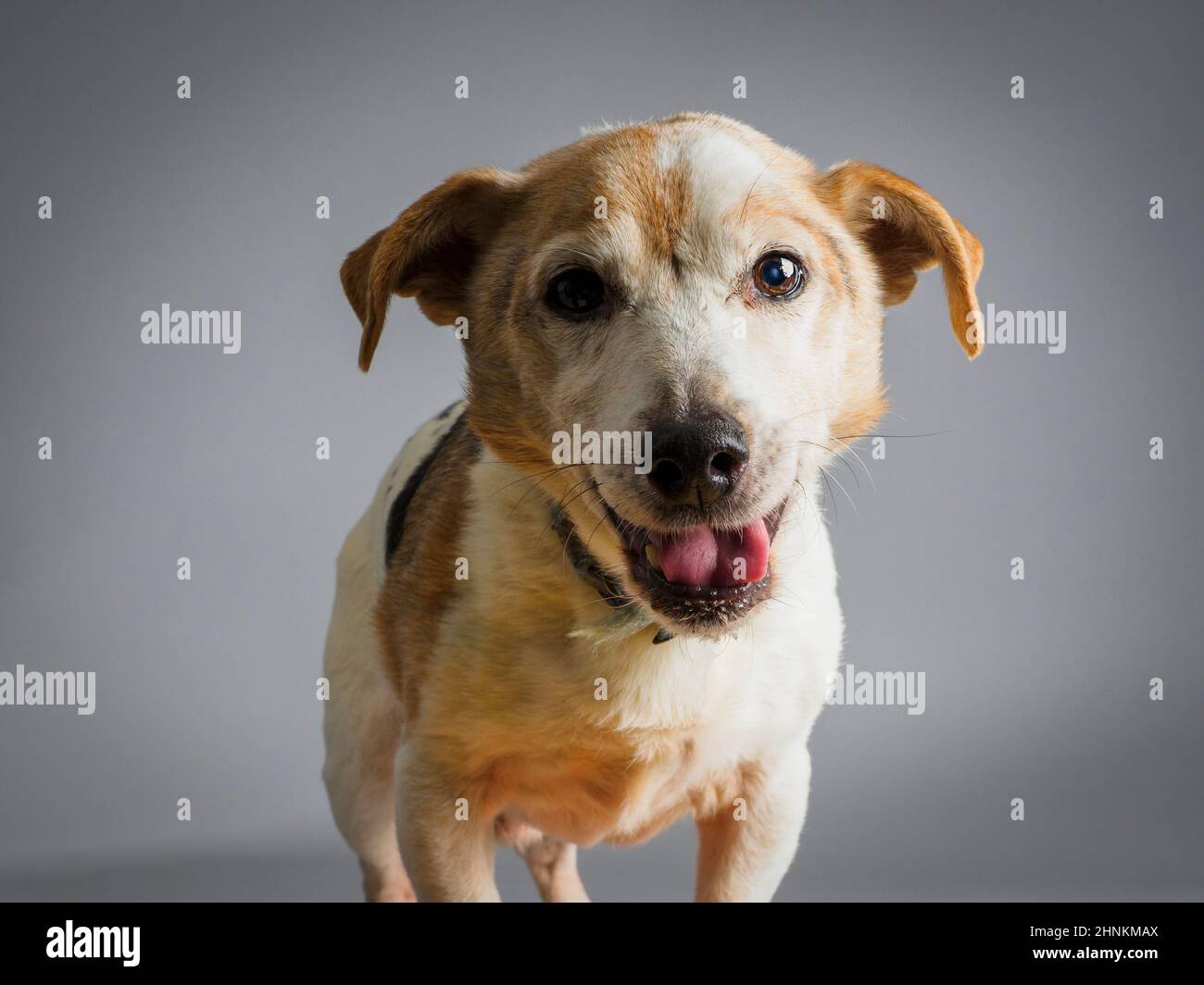 Studio ritratto di un cane Jack Russell Foto Stock