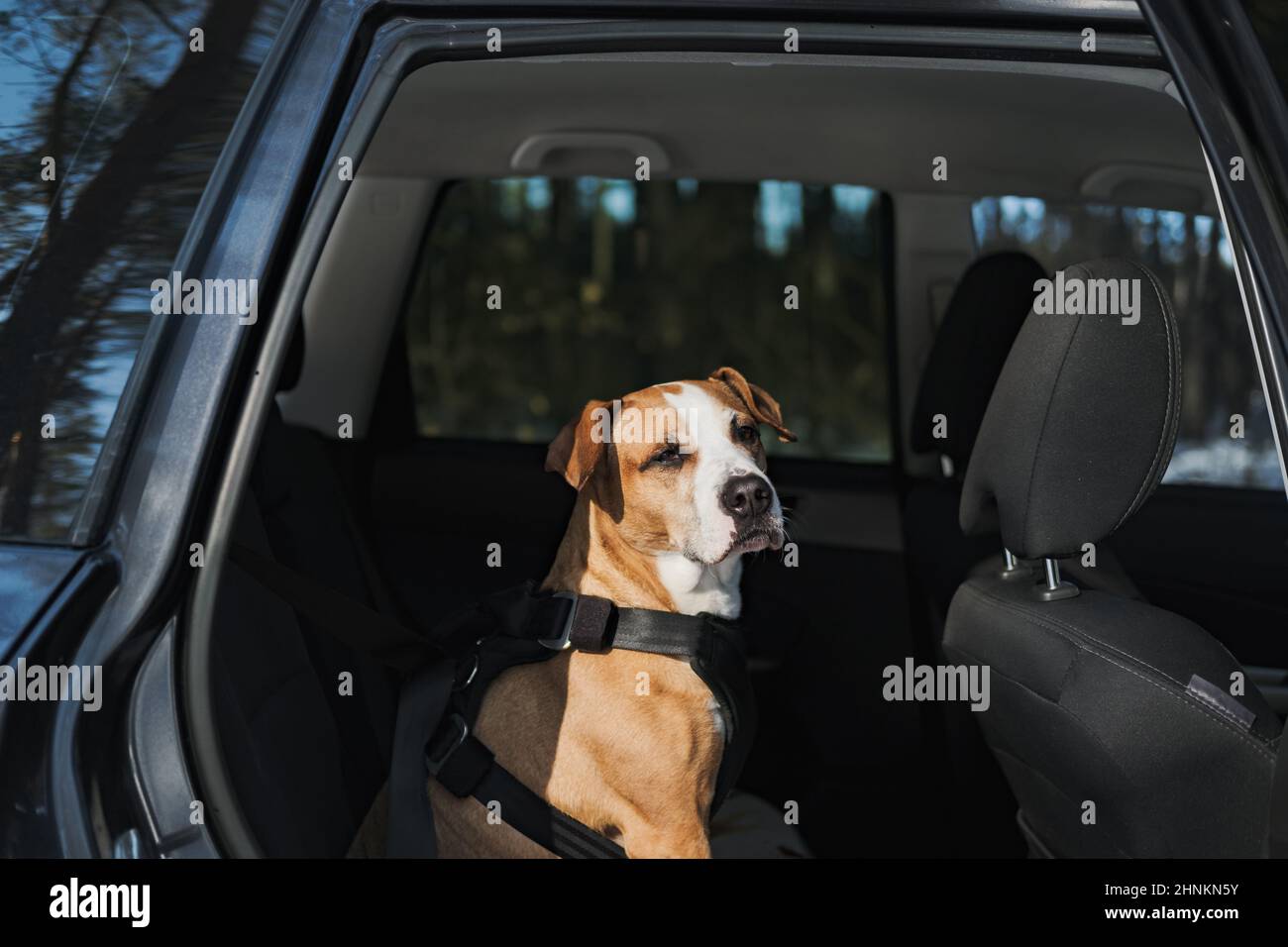 Imbracatura di protezione contro l'usura del cane allacciata alla cintura di sicurezza dell'auto. Viaggiare in sicurezza o viaggiare in auto con animali domestici Foto Stock