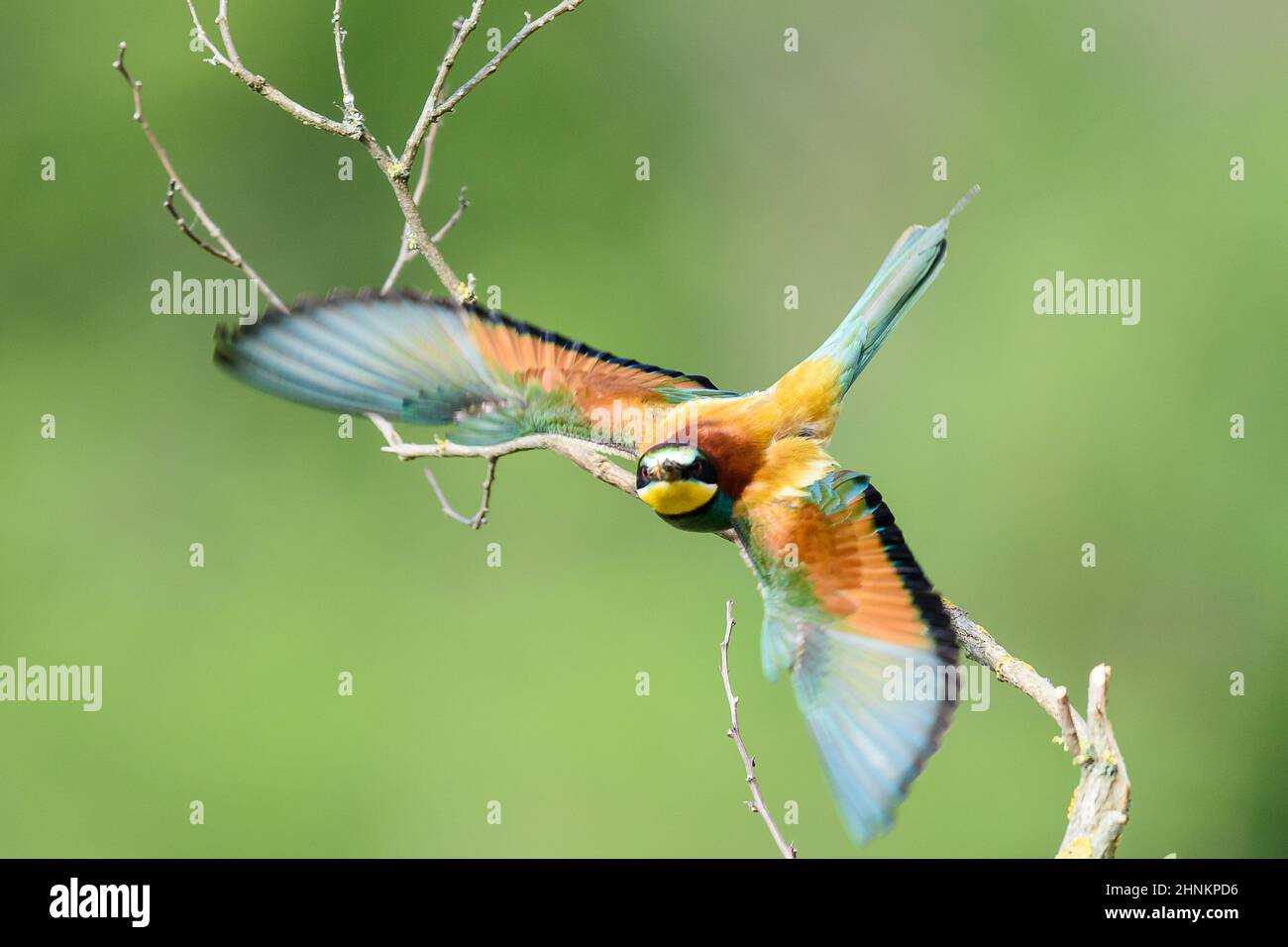 Unione gruccione, un piccolo uccello della famiglia di coraciformes Foto Stock