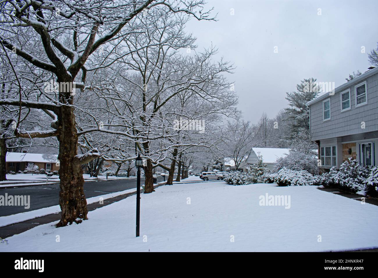 La neve leggera scolpisce i rami vuoti di una fila di alberi di sicomoro nella città suburbana di Old Bridge, New Jersey -15 Foto Stock