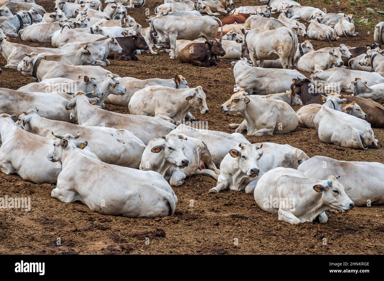 Gruppo di vacche bianche Foto Stock