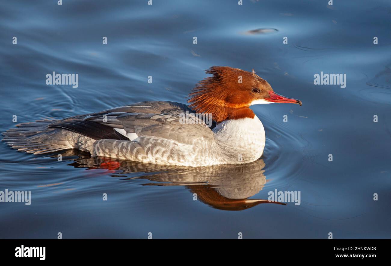 Figgate, Edimburgo, Scozia, Regno Unito. 17th febbraio 2022. Ventoso su Figgate stagno per Goosanders con temperatura di 7 gradi reale sentire 0 gradi centigradi. Nella foto: Goosander femminile (Mergus merganser). Credit: Archwhite/alamy Live News. Foto Stock