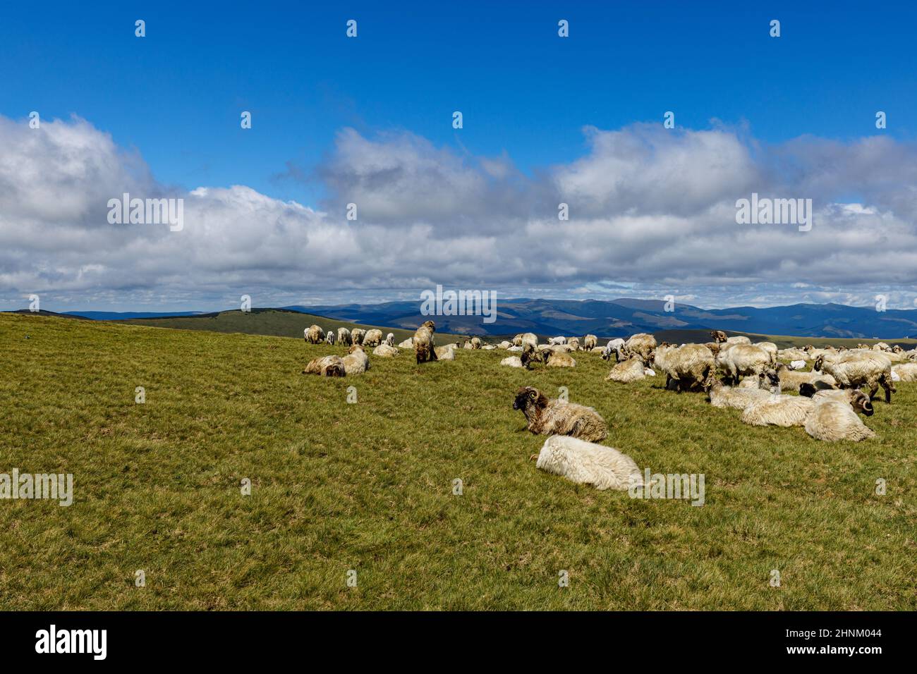 Un gregge di pecore nei carpazi di romania Foto Stock