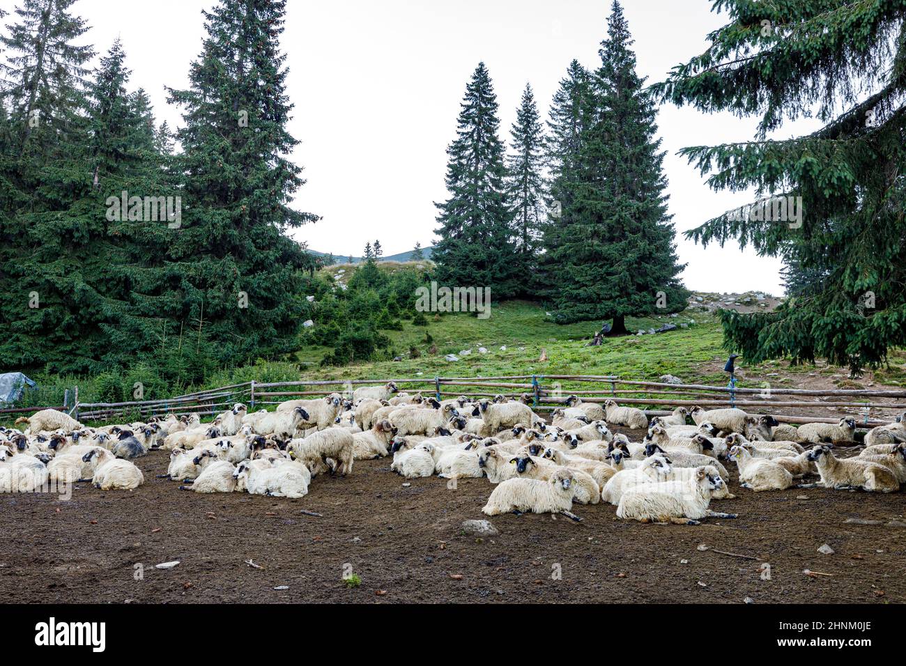 Un gregge di pecore nei carpazi di romania Foto Stock