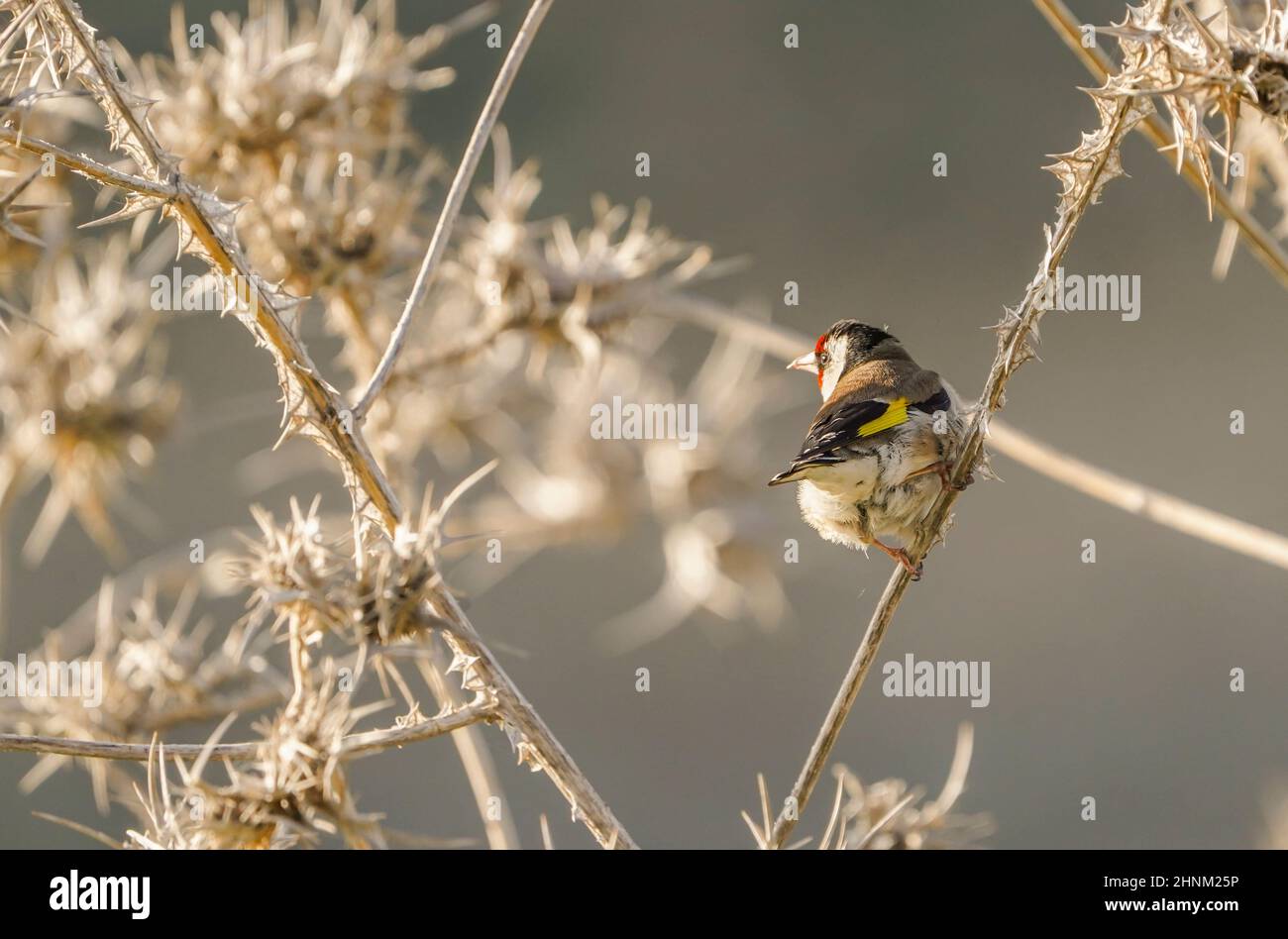 Carduelis carduelis, maschio, arroccato su un cardo secco. Spagna. Foto Stock