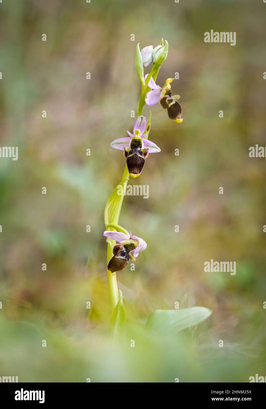 Orchidea, infiorescenza, (Ophrys sculospax), orchidea selvatica, Andalusia, Spagna Foto Stock
