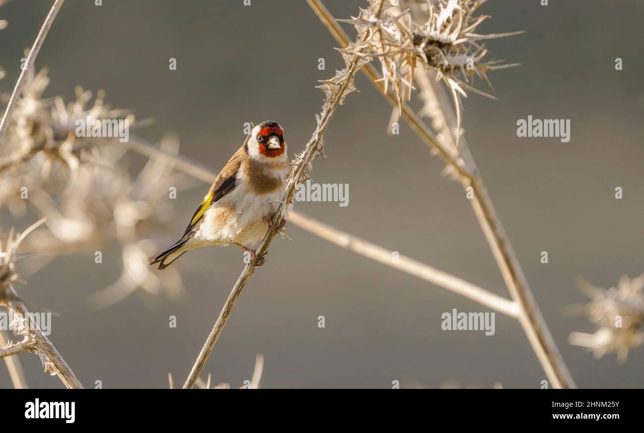 Carduelis carduelis, maschio, arroccato su un cardo secco. Spagna. Foto Stock