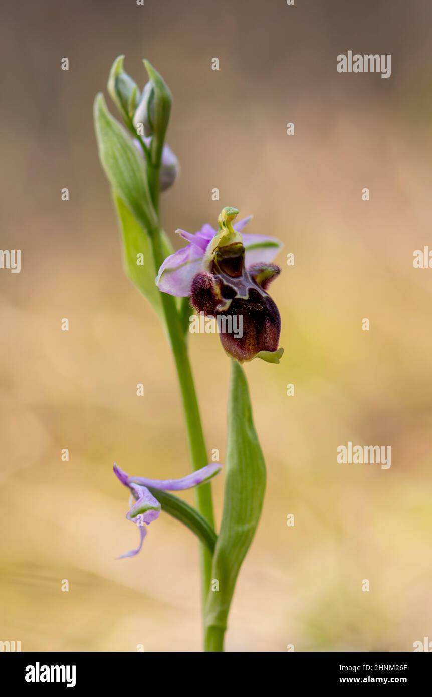 Orchidea, infiorescenza, (Ophrys sculospax), orchidea selvatica, Andalusia, Spagna Foto Stock