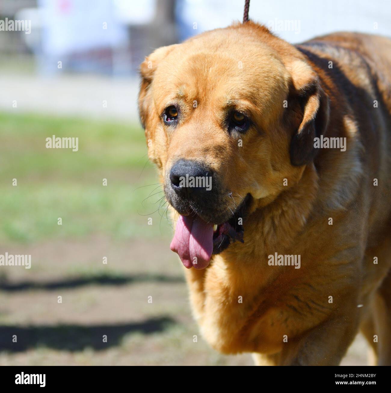 Cane razza Massiff spagnolo Foto Stock