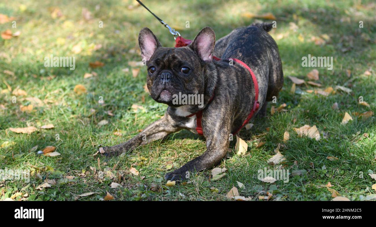 Cane razza Bulldog francese Foto Stock