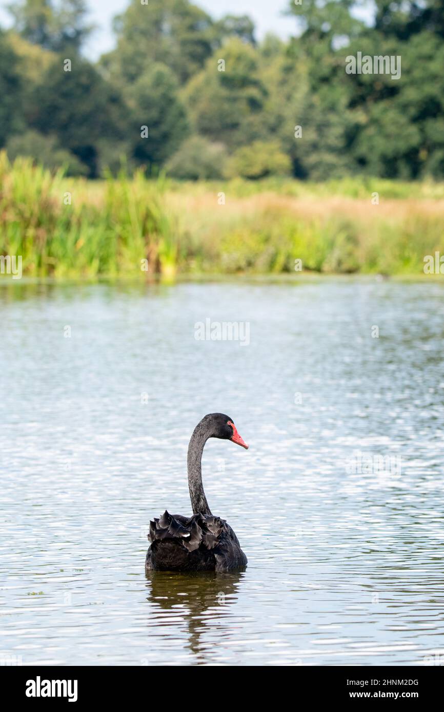 Black Swan nel Regno Unito Foto Stock